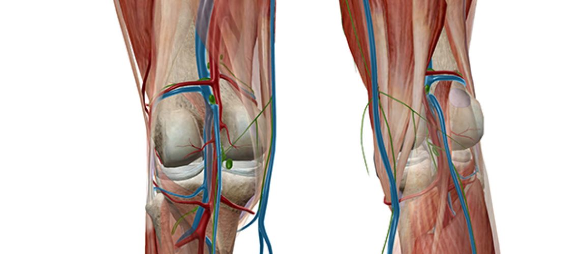 lymphatic drainage (1)